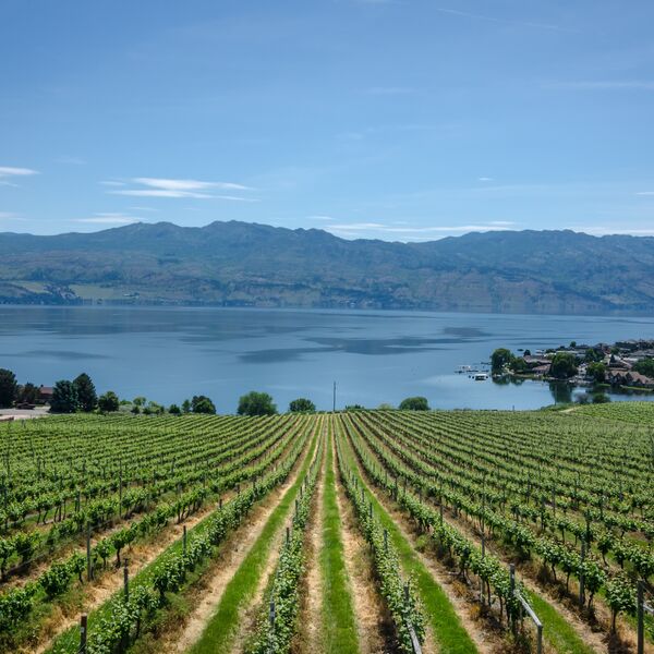 Okanagan Vineyard