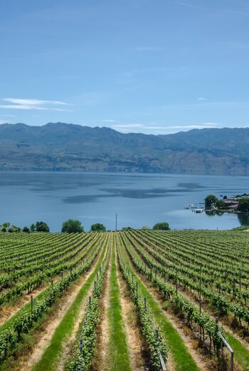 Okanagan Vineyard
