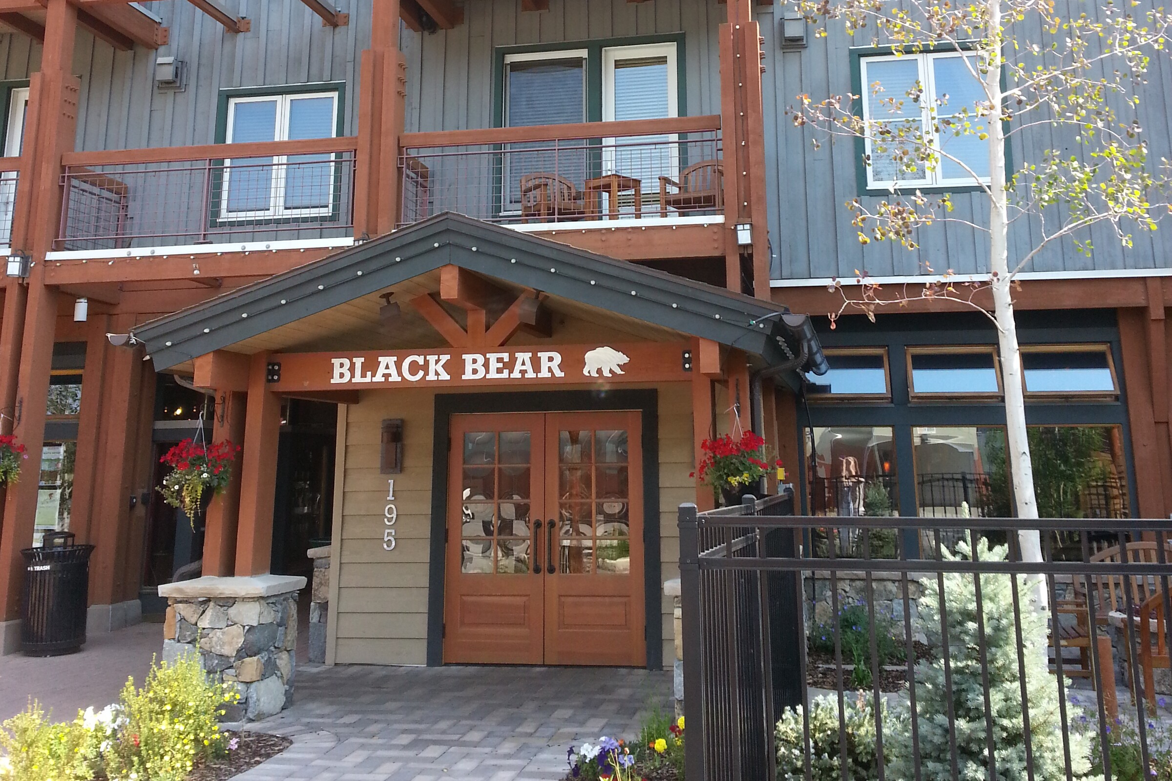Black Bear