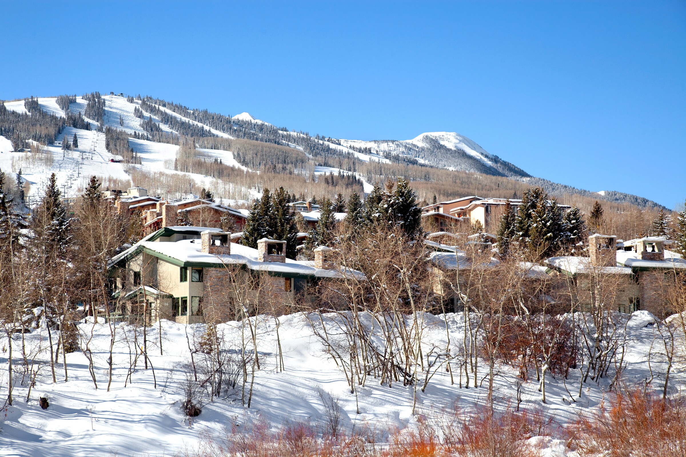 Tamarack