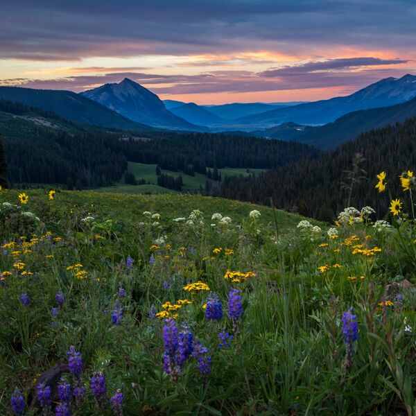 Wildflower sunrise above Crested Butte Colorado